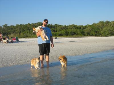 My Corgi clan at Dog Beach, Lovers Key State Park, Bonita 